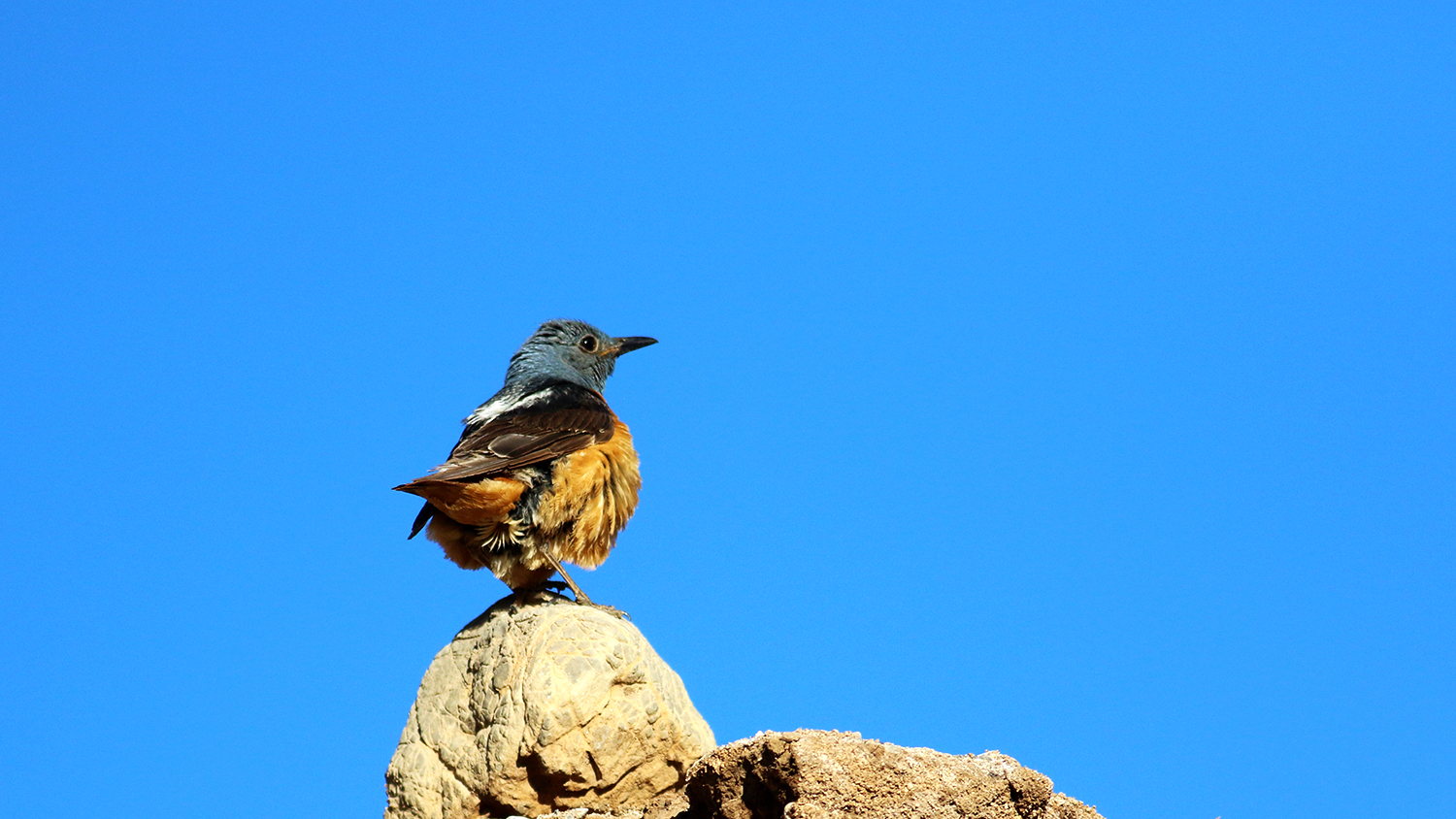 Rufous-tailed Rock-Thrush